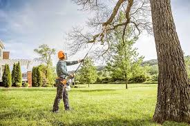 How Our Tree Care Process Works  in  Thermal, CA
