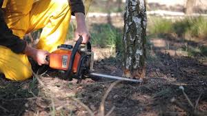 Trusted Thermal, CA Tree Care Experts