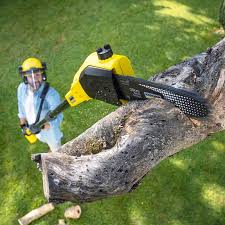Best Tree Mulching  in Thermal, CA
