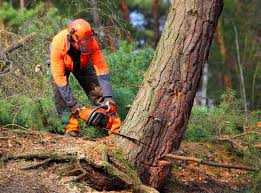 Best Lawn Maintenance Plans  in Thermal, CA