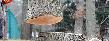Best Tree Disease Treatment  in Thermal, CA