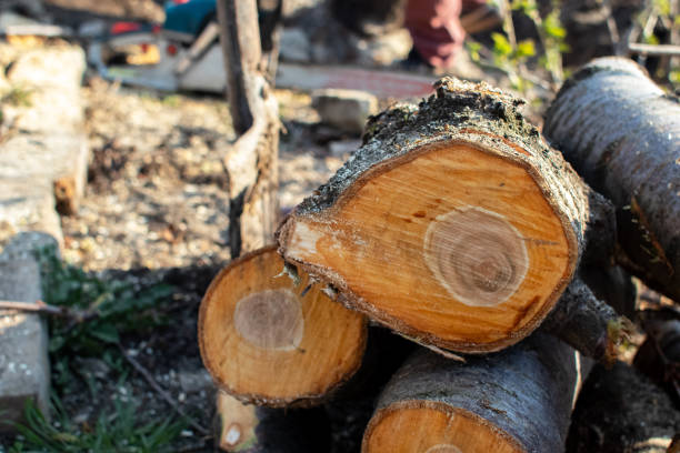 Best Tree Cabling and Bracing  in Thermal, CA