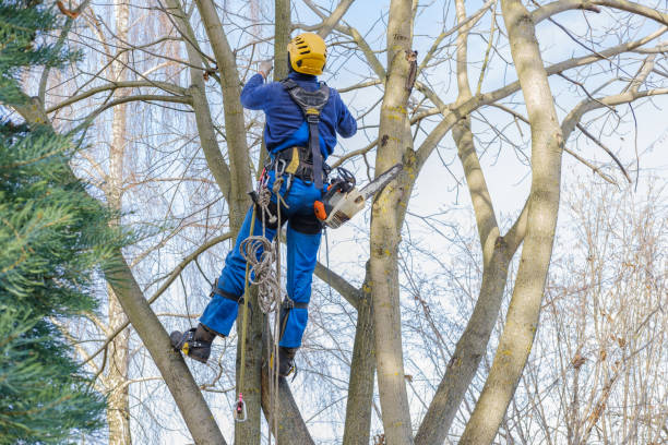 Lawn Pest Prevention in Thermal, CA