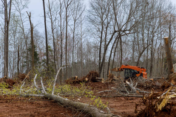 Best Tree Maintenance Programs  in Thermal, CA