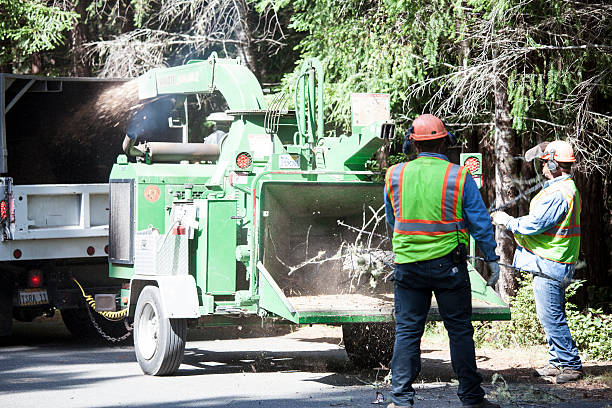 Best Tree Preservation Services  in Thermal, CA