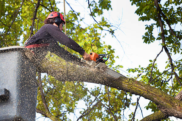 Best Emergency Tree Removal  in Thermal, CA