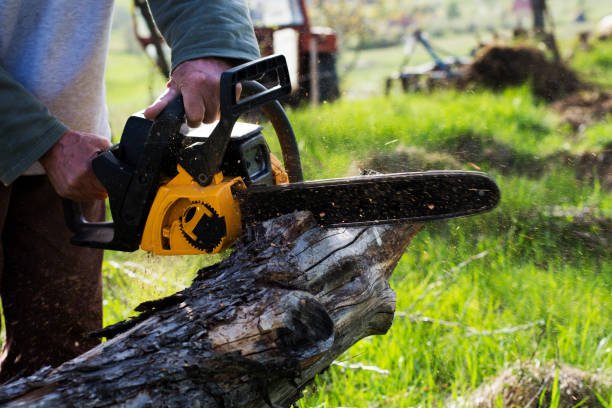 Best Tree Health Inspection  in Thermal, CA